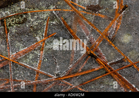 Rote Nadeln eingebettet in Pfütze Eis, Greater Sudbury, Ontario, Kanada Stockfoto