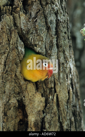 Fischers Lovebird Agapornis Fischeri sitzt in seinem Nest Loch in Tansania Ostafrika Stockfoto