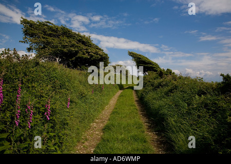 In der Nähe von Wind geformte Hawthorn-Bäume am Rande einer Boreen - oder Farm Track - in der Nähe von Ballyvooney, County Waterford, Irland Stockfoto