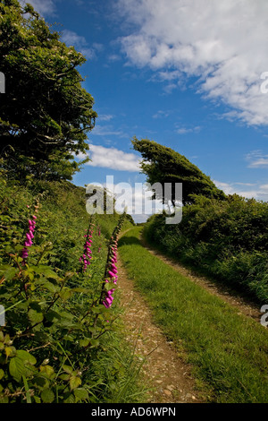 In der Nähe von Wind geformte Hawthorn-Bäume am Rande einer Boreen - oder Farm Track - in der Nähe von Ballyvooney, County Waterford, Irland Stockfoto