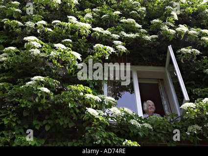 Lächelnde ältere Dame Blick aus Fenster von Hortensie Kletter Blumenpracht umgeben. Stockfoto