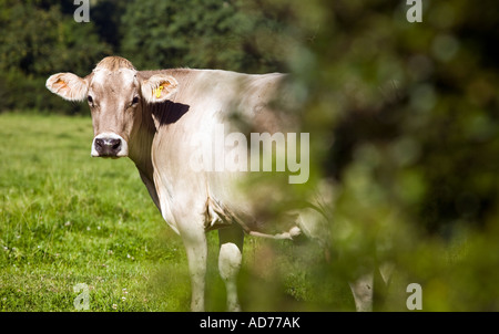 Eine Kuh in einem Feld auf einem Bauernhof Worcestershire England UK Stockfoto