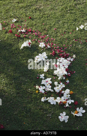 Erhöhte Ansicht von Blumen auf dem Boden Stockfoto