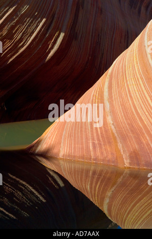 Gekerbten Sandstein reflektiert in saisonalen Wasserbecken The Wave Coyote Buttes Paria Canyon Vermilion Cliffs Wilderness Arizona Stockfoto