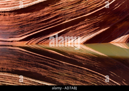 Gekerbten Sandstein reflektiert in saisonalen Wasserbecken The Wave Coyote Buttes Paria Canyon Vermilion Cliffs Wilderness Arizona Stockfoto