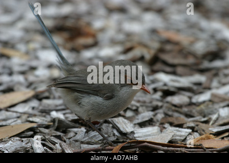 Weibliche wunderschöne Fee Wren in der Zucht Saison Futtersuche für Lebensmittel Stockfoto