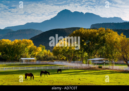 Pappeln im Herbst neben Pferde Ranch corral Weide in der Nähe von Springdale entlang Utah Stockfoto