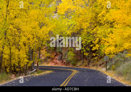 Herbstlaub auf Bäumen entlang der Straße in Zion Canyon Zion National Park in Utah Stockfoto