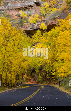 Herbstlaub auf Bäumen entlang der Straße in Zion Canyon Zion National Park in Utah Stockfoto