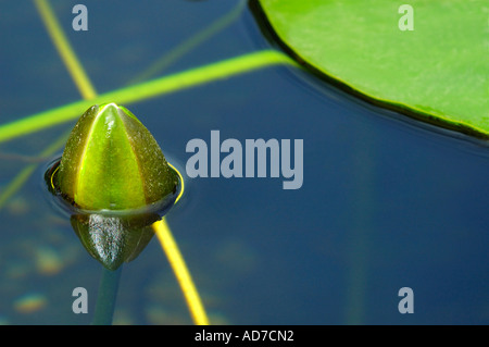 Weiße Seerose Nymphaea alba Stockfoto