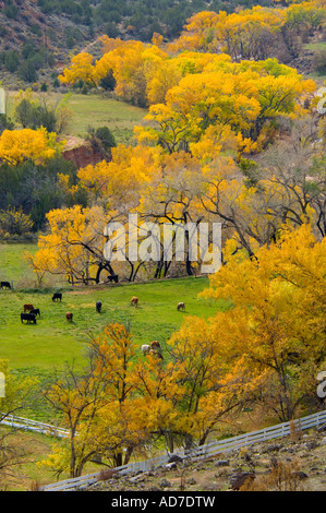 Vieh auf Weiden und Pappeln im Herbst auf Ranch in der Nähe von Zion Nationalpark, Utah Stockfoto