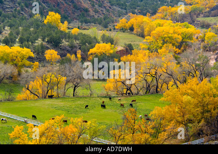 Vieh auf Weiden und Pappeln im Herbst auf Ranch in der Nähe von Zion Nationalpark, Utah Stockfoto