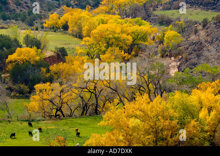 Vieh auf Weiden und Pappeln im Herbst auf Ranch in der Nähe von Zion Nationalpark, Utah Stockfoto