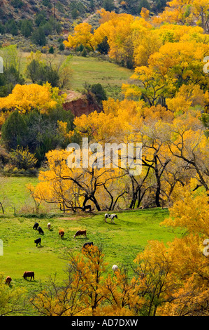 Vieh auf Weiden und Pappeln im Herbst auf Ranch in der Nähe von Zion Nationalpark, Utah Stockfoto