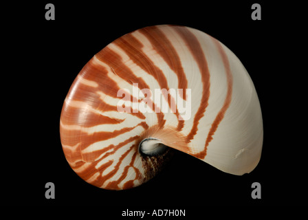 Chambered Nautilus, Nautilus-sp, Shell vor schwarzem Hintergrund Stockfoto