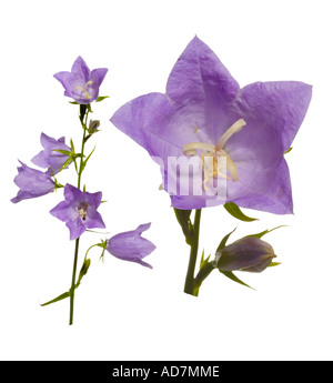 Campanula Persicifolia. Ganze Pflanze Makro Flowerhead Surrey England Juni Stockfoto