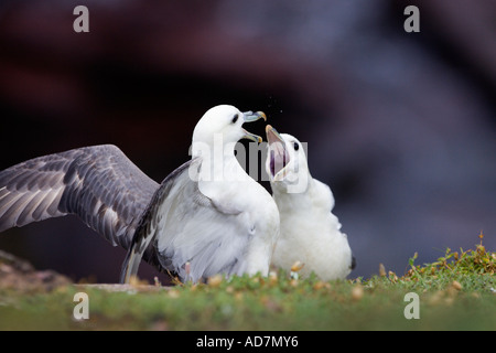 Eissturmvögel Fulmarus Cyclopoida Streitereien Krabbe Bucht Skokholm Insel Stockfoto