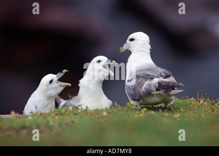 Eissturmvögel Fulmarus Cyclopoida Streitereien in Krabbe Bucht Skokholm Islandpembrokeshire mit schönen Out-of-Fokus-Hintergrund Stockfoto