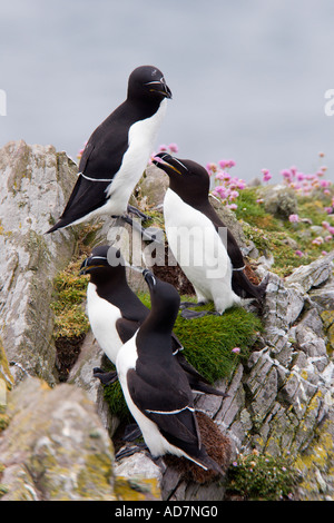 Tordalk Alca Torda Gruppe auf Felsvorsprung suchen alert skokholm Stockfoto