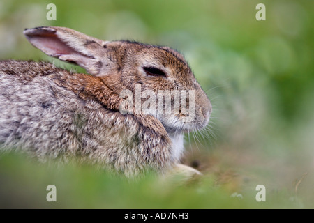 Skokholm Kaninchen Nahaufnahme Detail Kopf und Auge in Ruhe mit aus Fokus Laub rund um Skokholm Insel Stockfoto