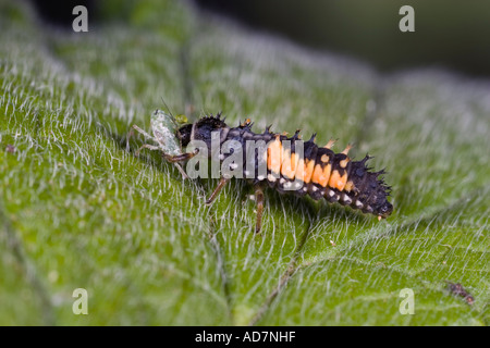 Harlekin Marienkäfer Harmonia Axyridis auf Blatt zeigen Markierungen Potton Bedforshire Stockfoto