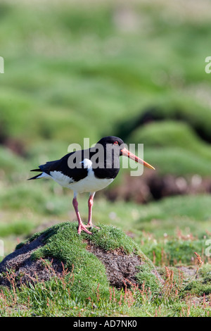 Austernfischer Haematopus Ostralegus stehend auf Schläger suchen alert skokholm Stockfoto