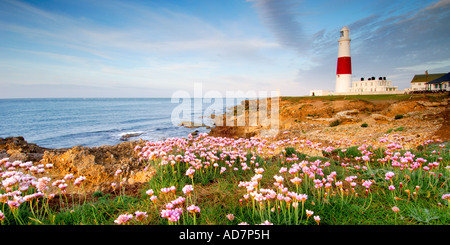 Portland Bill Leuchtturm in der Dämmerung von der Klippe mit Massen von Meer rosa Sparsamkeit Armeria maritima in Blume genommen Stockfoto