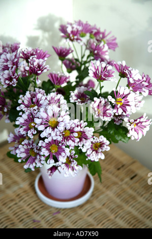 Reihe von rosa und weißen Chrysanthemen in Vase auf Leinen Weidenkorb Stockfoto