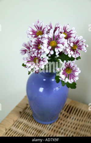 Reihe von Chrysanthemen in blauer Vase stehend auf Leinen Weidenkorb Stockfoto