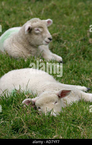 Zwei Lämmer entspannen Sie sich in einer Wiese Ulster Folk Museum Holywood Belfast Nordirland Vereinigtes Königreich Stockfoto