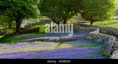 Drei große Bäume stehen neben einer Trockensteinmauer auf Dartmoor mit Glockenblumen ringsum und ein Widder im gateway Stockfoto