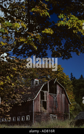 Alte Scheune Wetter herunterfallen gerahmte mit Herbstlaub auf einem sonnigen blauen Himmel Herbsttag Woodinville, Washington State, USA Stockfoto