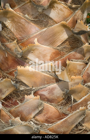 Chusan Palm Stamm Abschnitt Trachycarpus fortunie Stockfoto