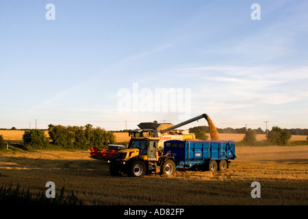 Mähdrescher, die Ableitung von Korn in einem Traktor LKW Kent England UK Stockfoto