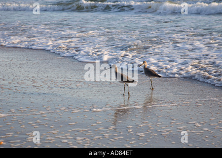 Küstenvögel, die auf der Suche nach einer Mahlzeit am North Beach in der Nähe von St. Augustine, Florida am Atlantischen Ozean Stockfoto