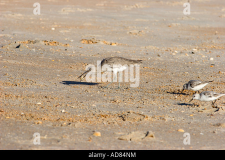 Küstenvögel, die auf der Suche nach einer Mahlzeit am North Beach in der Nähe von St. Augustine, Florida am Atlantischen Ozean Stockfoto