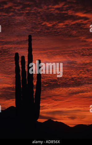 Silhouette Saguaro-Kaktus-Sonnenuntergang in der Abenddämmerung mit dramatische Wolken Altocumulus Estrella Park in der Nähe von Buckeye Arizona State USA Stockfoto