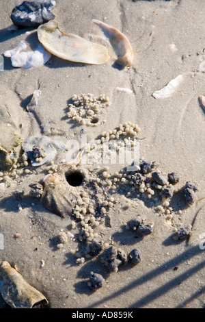 Krabben Sie-Loch im Sand Strand der Tolomato Fluss in der Nähe von St. Augustine, Florida Stockfoto