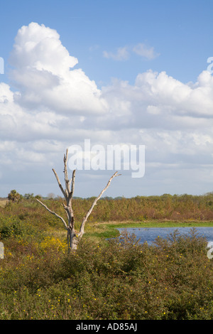 Toter Baum in den grasbewachsenen Feuchtgebieten Emeralda Marsh in der Nähe von Leesburg, Florida USA Stockfoto