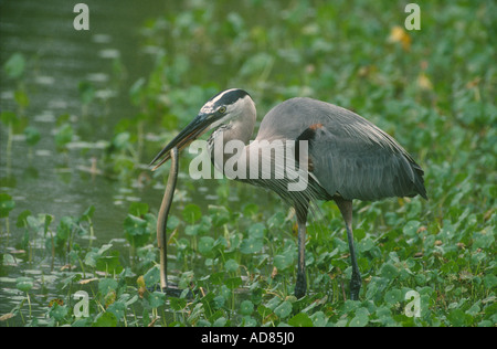 Great Blue Heron Ardea Herodias Erwachsenen stehen im Wasser Vegitation mit Aal in Rechnung, Venice, Florida, USA Stockfoto