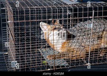 Erfassten Fuchs im Stahlkäfig Falle. Stockfoto