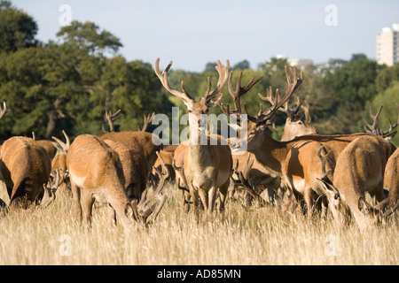 Deer Richmond Park in London Stockfoto