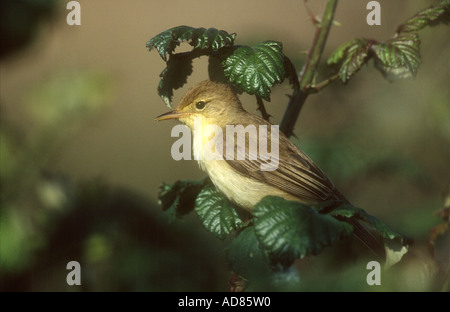 Melodiöse Warbler Hippolais Polyglotta Erwachsene thront auf einem Bramble, Tudela, Spanien Stockfoto