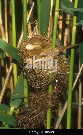 Europäische Reed Warbler Acrocephalus Scirpaceus Erwachsenen sitzen Nest in Phragmites Schilfbeetes, North Lincolnshire, Großbritannien Stockfoto