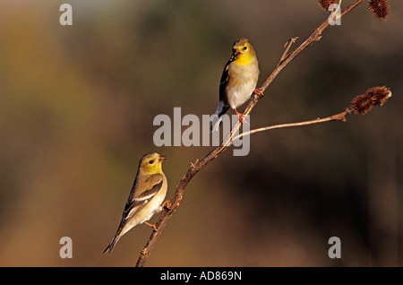 Amerikanische Stieglitz Zuchtjahr Tristis Erwachsene Winterkleid Schweißer Wildlife Refuge Sinton Texas USA März 2005 Stockfoto
