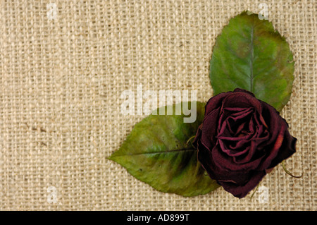 Rot verwelkte rose getrocknete Blume auf Entlassung Stoff Hintergrund Stockfoto