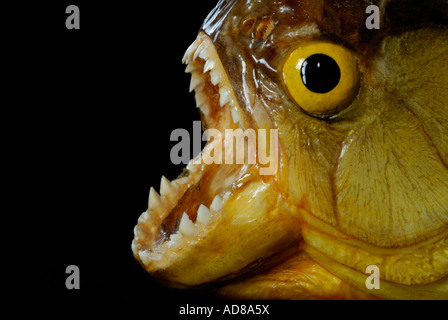 Piranha mit Mund offen zeigen Zähne vor schwarzem Hintergrund Stockfoto