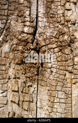 Nahaufnahme einer verwitterten Trunk Stockfoto