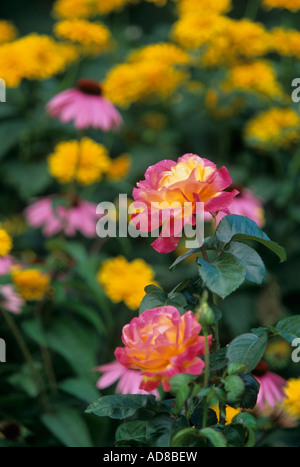 "LIEBE UND DES FRIEDENS" TEEROSE HYBRID IN MINNESOTA GARTEN. MITTEN IM SOMMER. Stockfoto