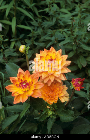 DAHLIEN IN MINNESOTA GARTEN. SOMMER. Stockfoto